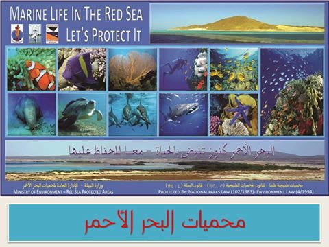محميات البحر الأحمر تستقبل طلاب الدراسات العليا بجامعة بنها