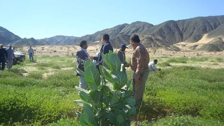 جولات ميدانية لمكافحة الجراد بالصحراء الجنوبية الشرقية بعد هطول الأمطار والسيول