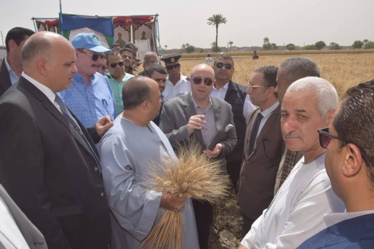محافظ بني سويف يفتتح موسم حصاد القمح  بأحد حقول اهناسيا الخضراء