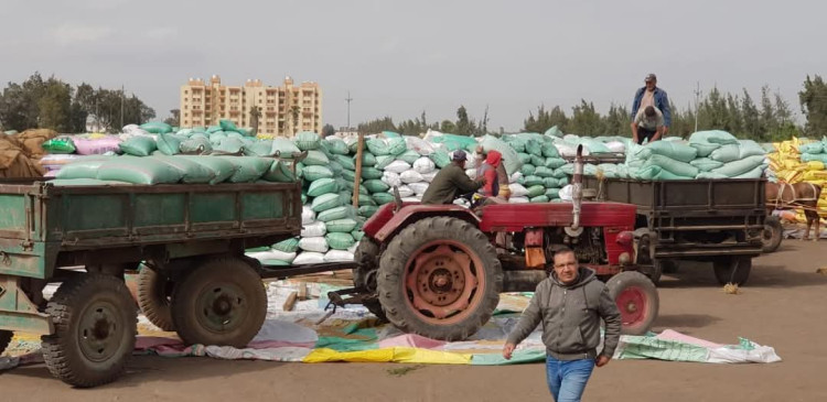 تموين بكفر الشيخ : استلام 56717 طن و 330  كجم من الاقماح المحلية